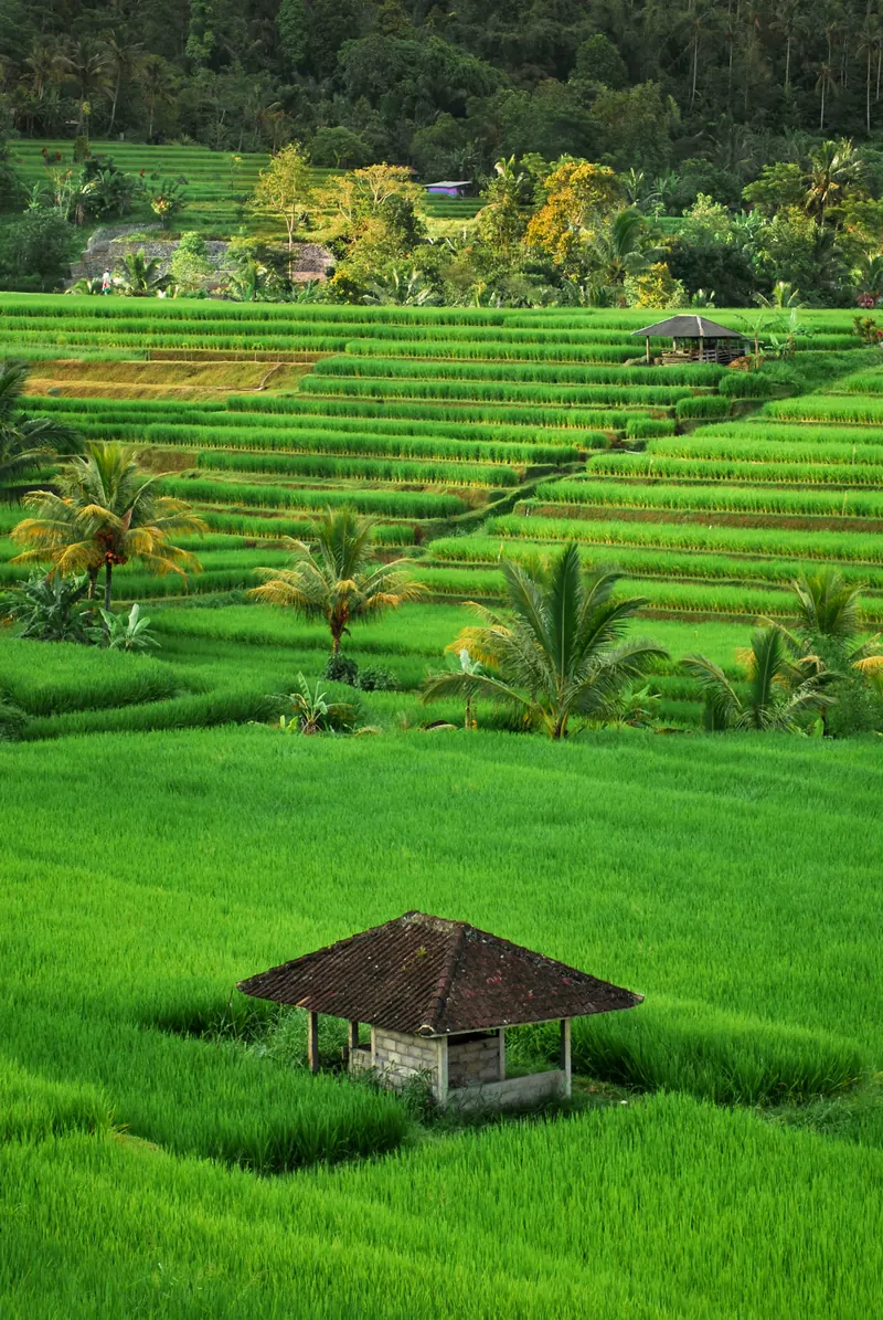 Emerald rice terraces of Bali
