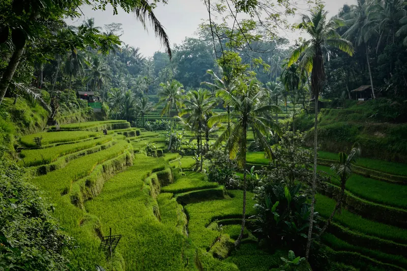 Sunlit emerald rice terraces